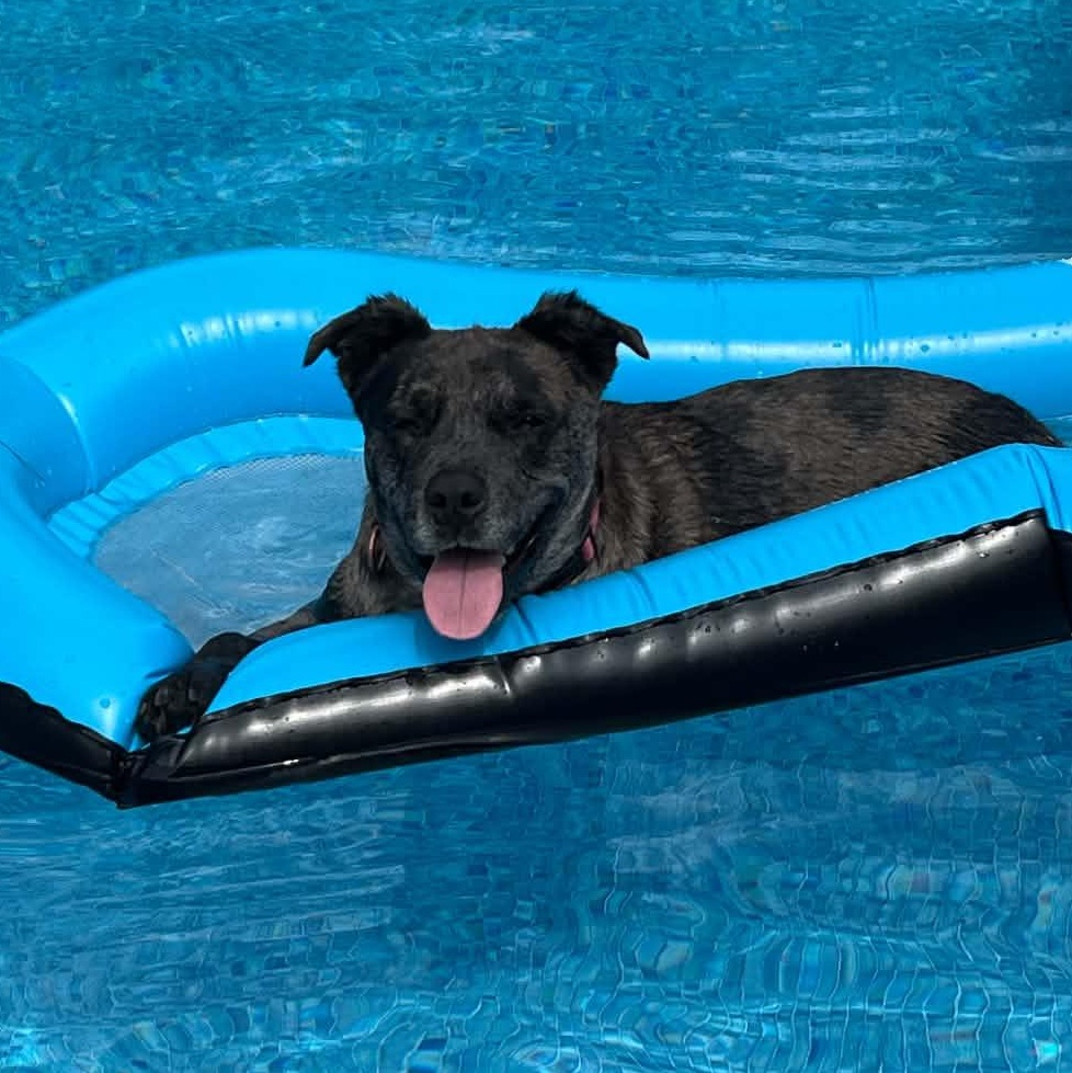 Zeke, a ADOPTABLE mixed breed in Rochester, NY image 4/6