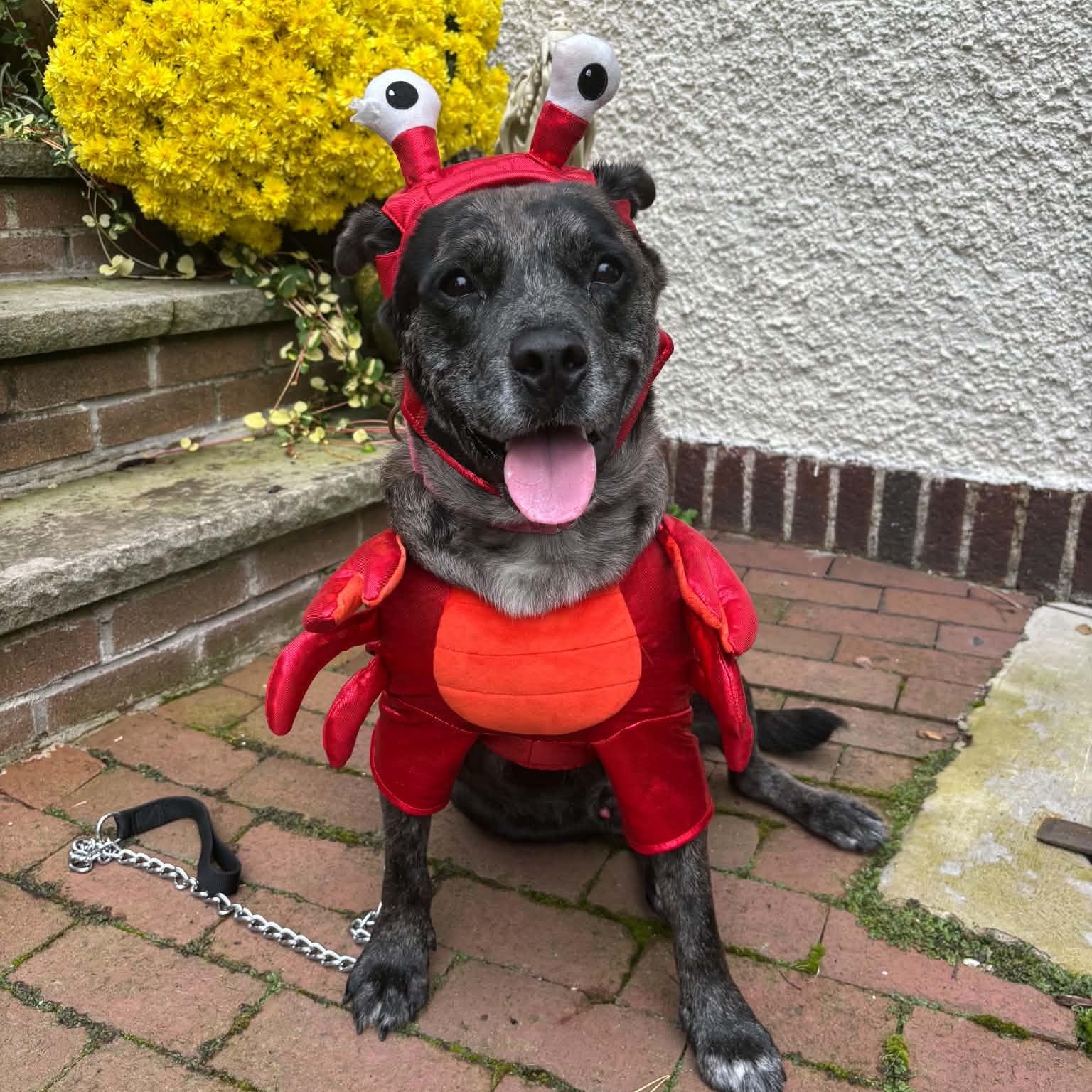 Enlarge Zeke, a Adoptable mixed breed in Rochester, NY image 6/6