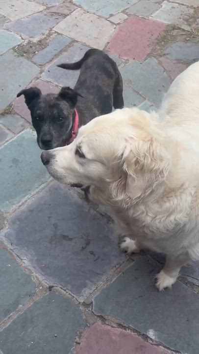Enlarge Zeke, a ADOPTABLE mixed breed in Rochester, NY video 3/6