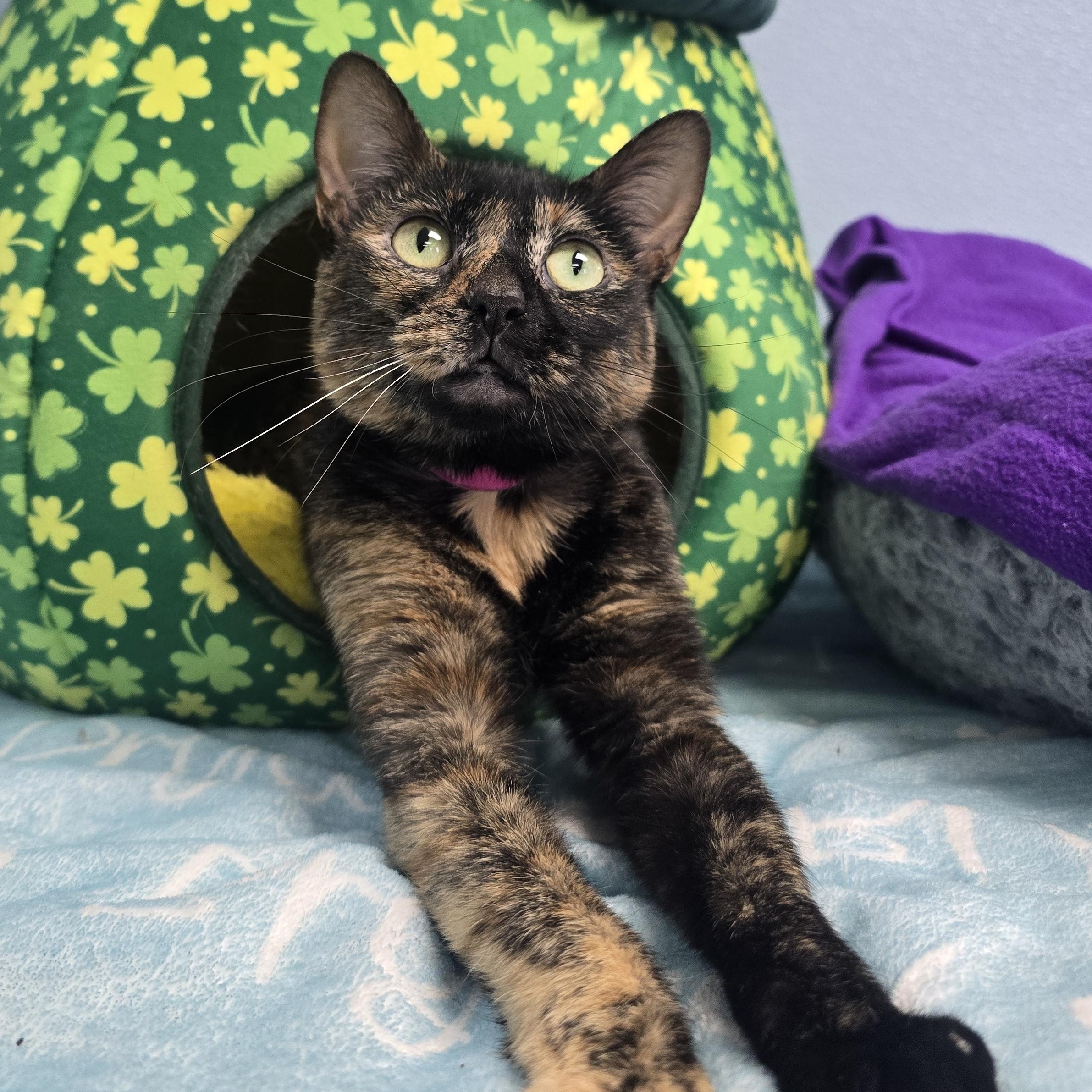 Piper, adopted, Adult Female Domestic Short Hair.