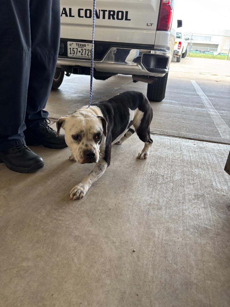Flaca, Adoptable, Adult Female Pit Bull Terrier.