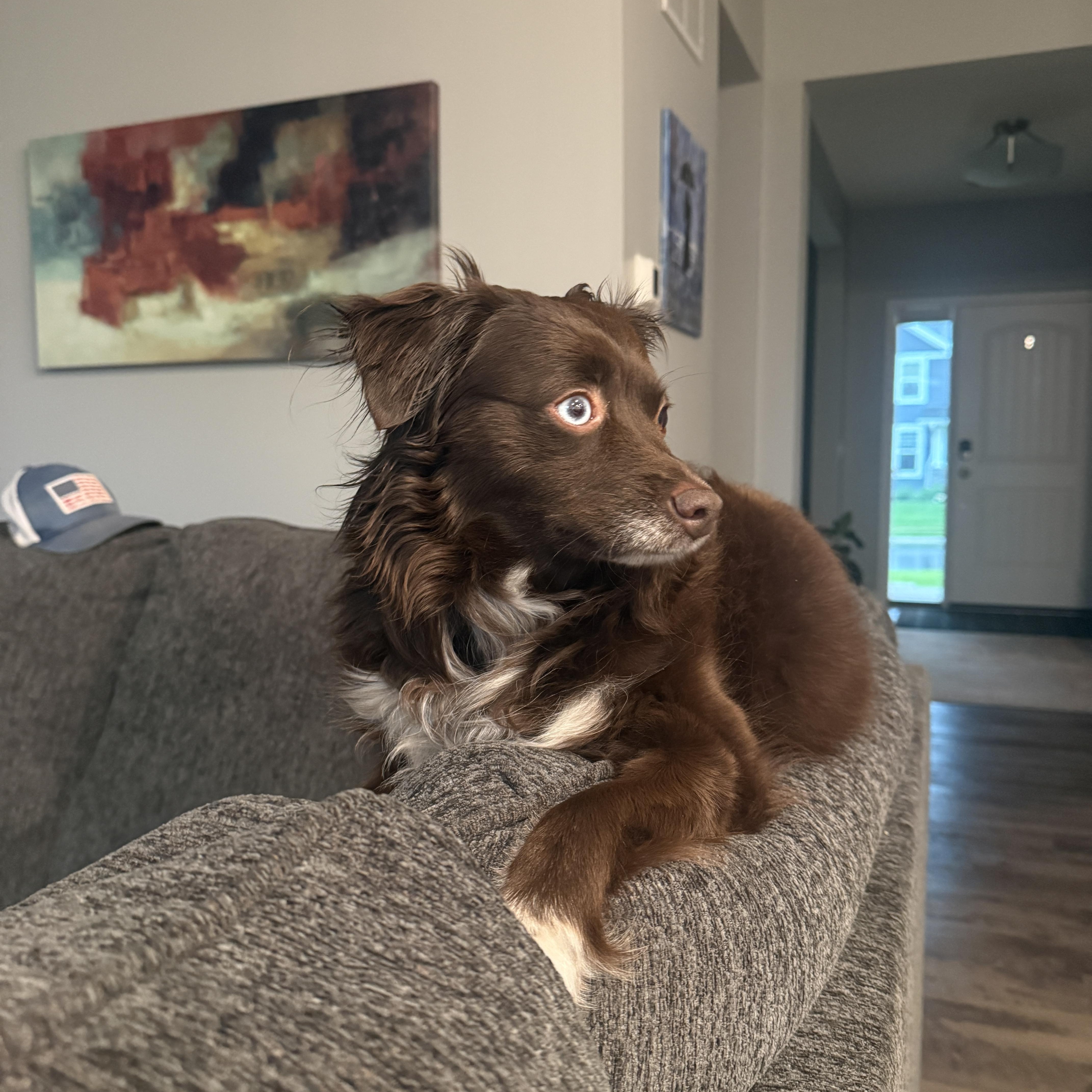 Coco, a ADOPTABLE Australian Shepherd in Elk River, MN image 2/2