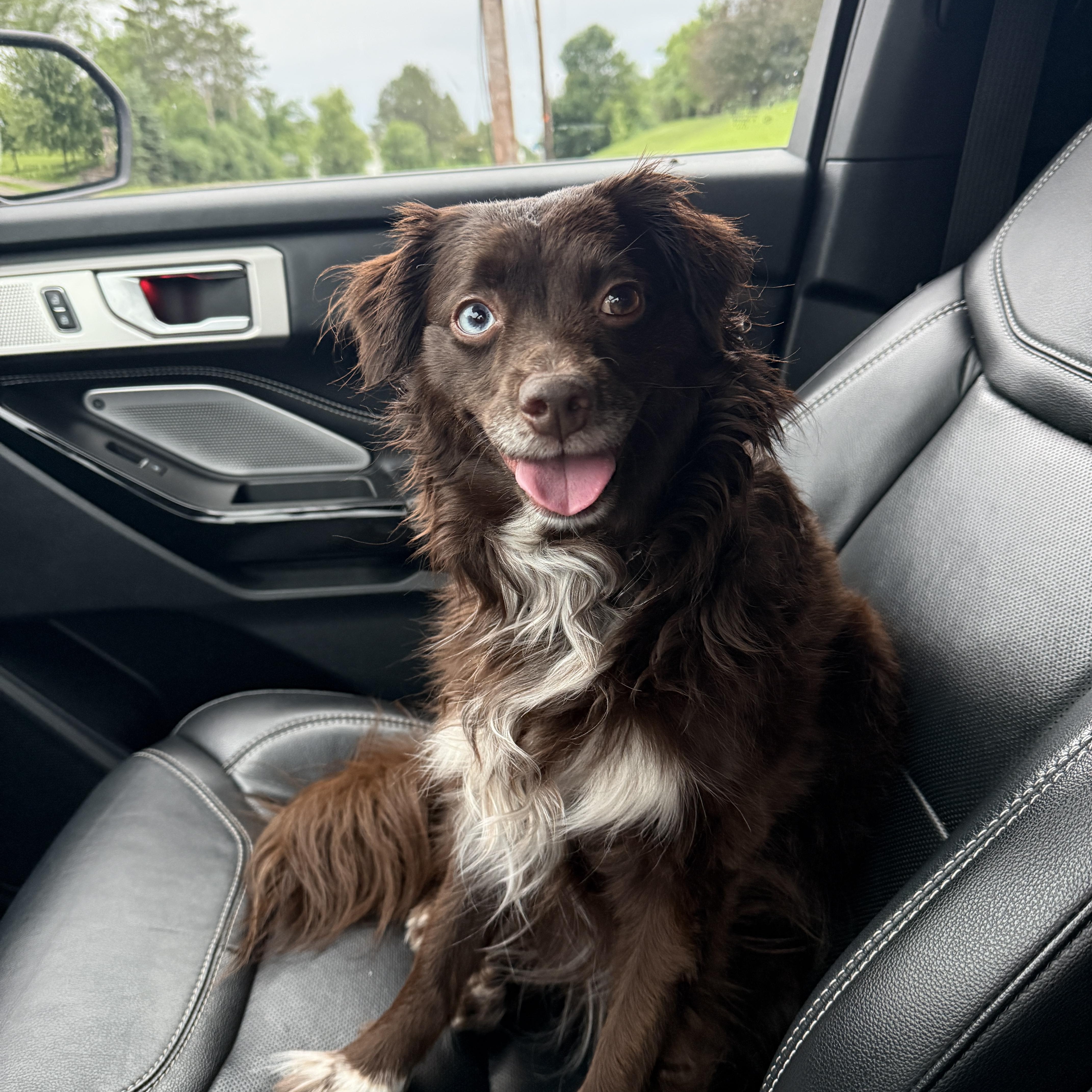 Coco, ADOPTABLE, Adult Female Australian Shepherd.