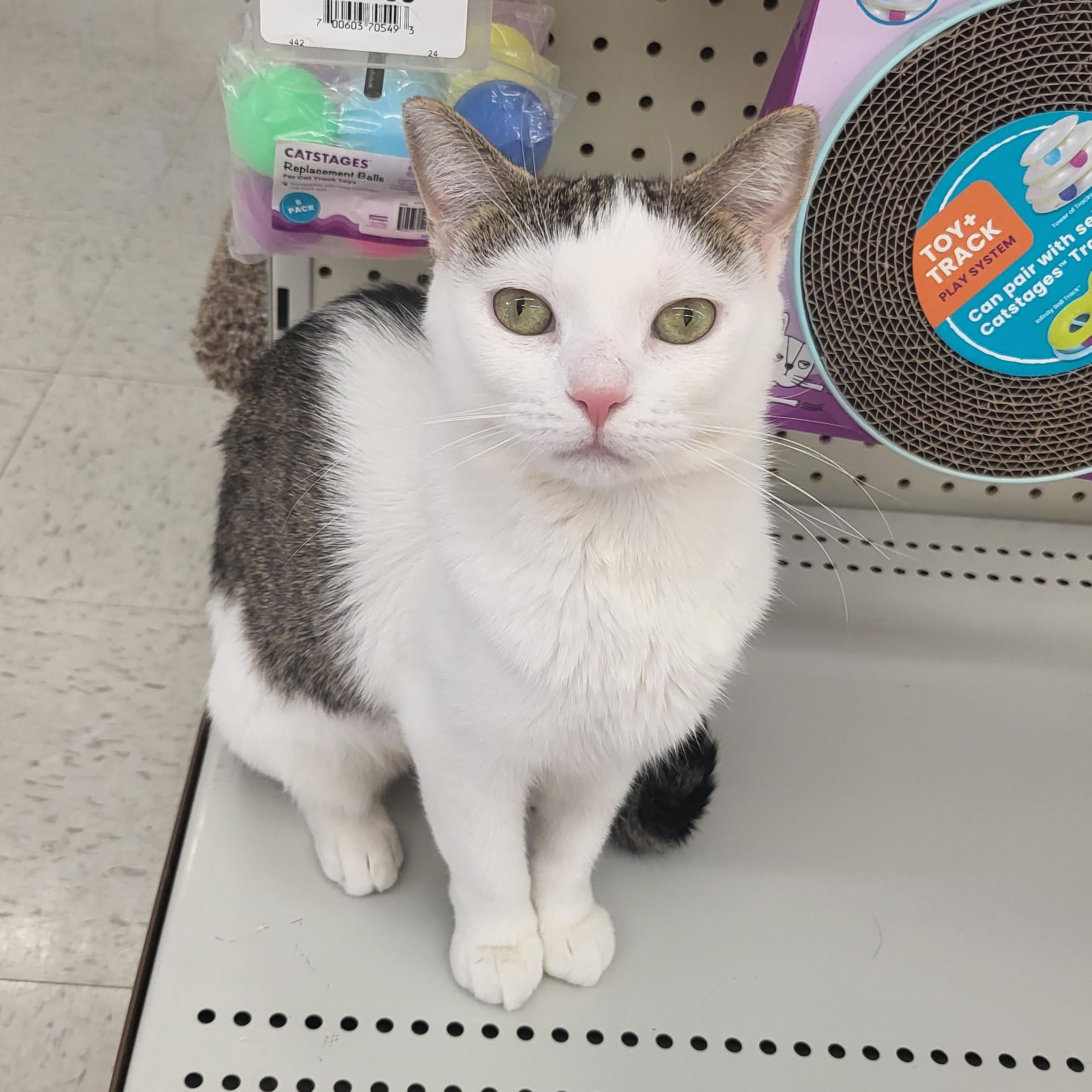 Enlarge Violet, a Adoptable Domestic Short Hair in Greenwood, IN image 5/5