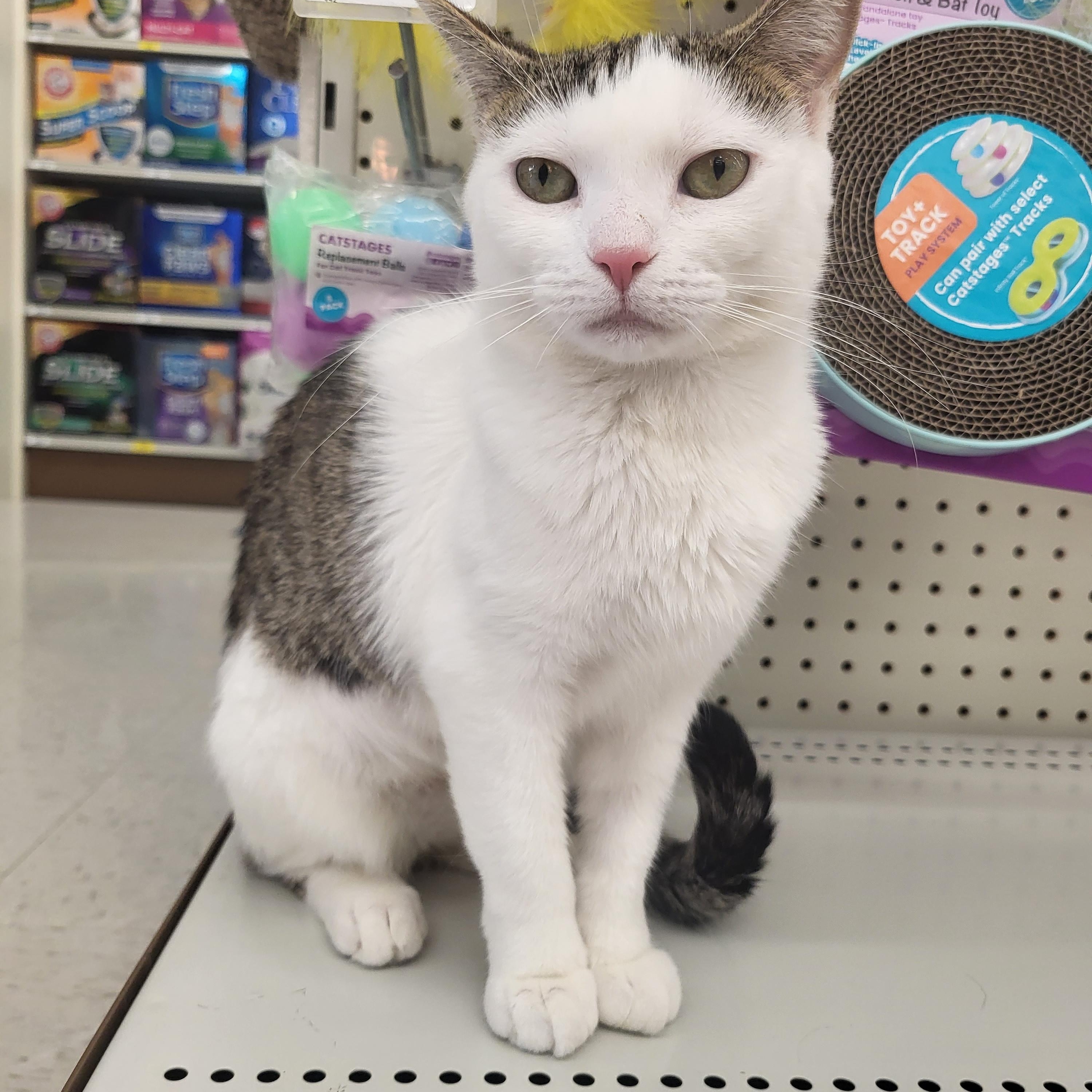 Enlarge Violet, a Adoptable Domestic Short Hair in Greenwood, IN image 1/5