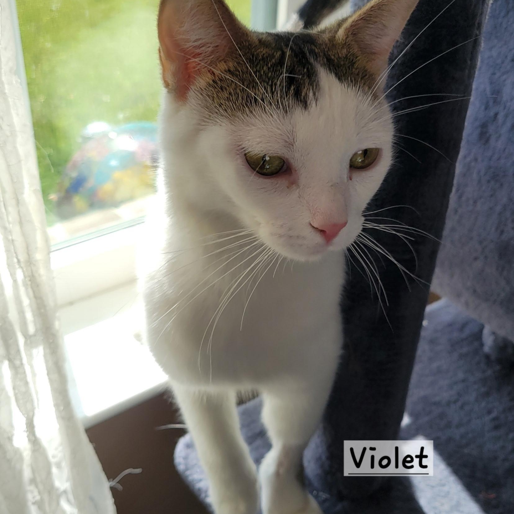 Enlarge Violet, a Adoptable Domestic Short Hair in Greenwood, IN image 4/5