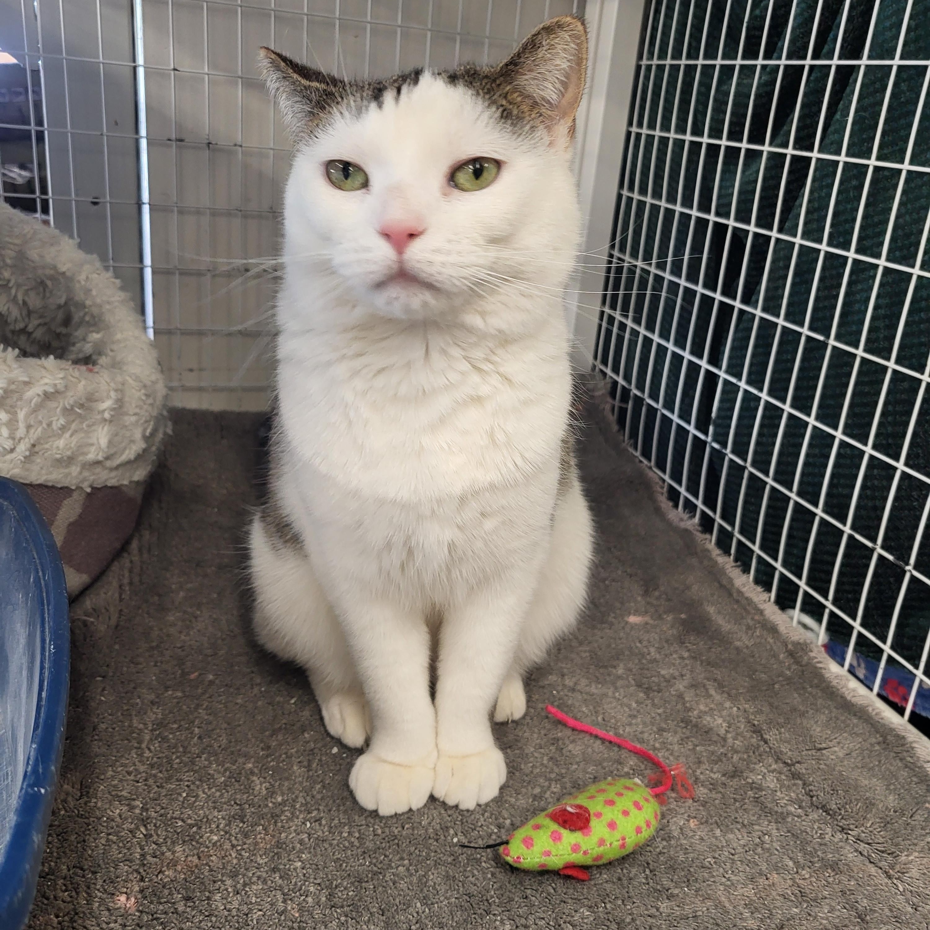 Violet, Adoptable, Adult Female Domestic Short Hair.