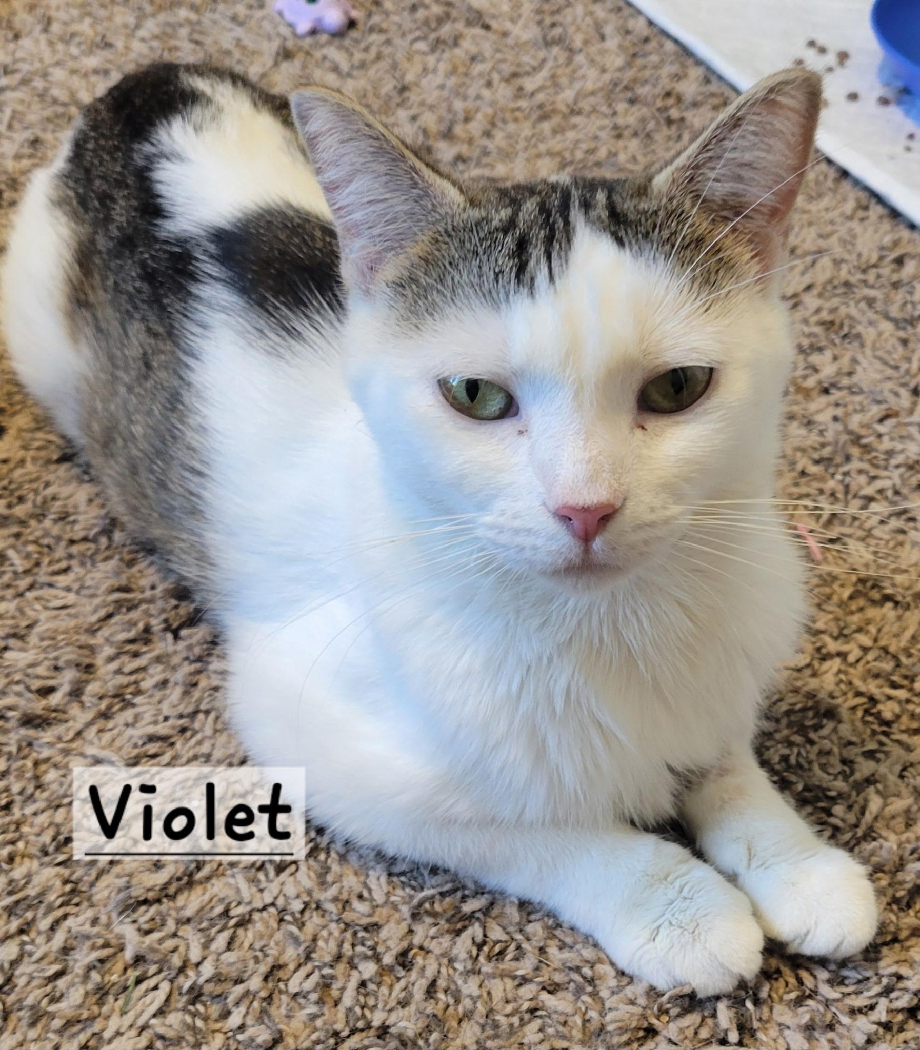 Enlarge Violet, a Adoptable Domestic Short Hair in Greenwood, IN image 3/5