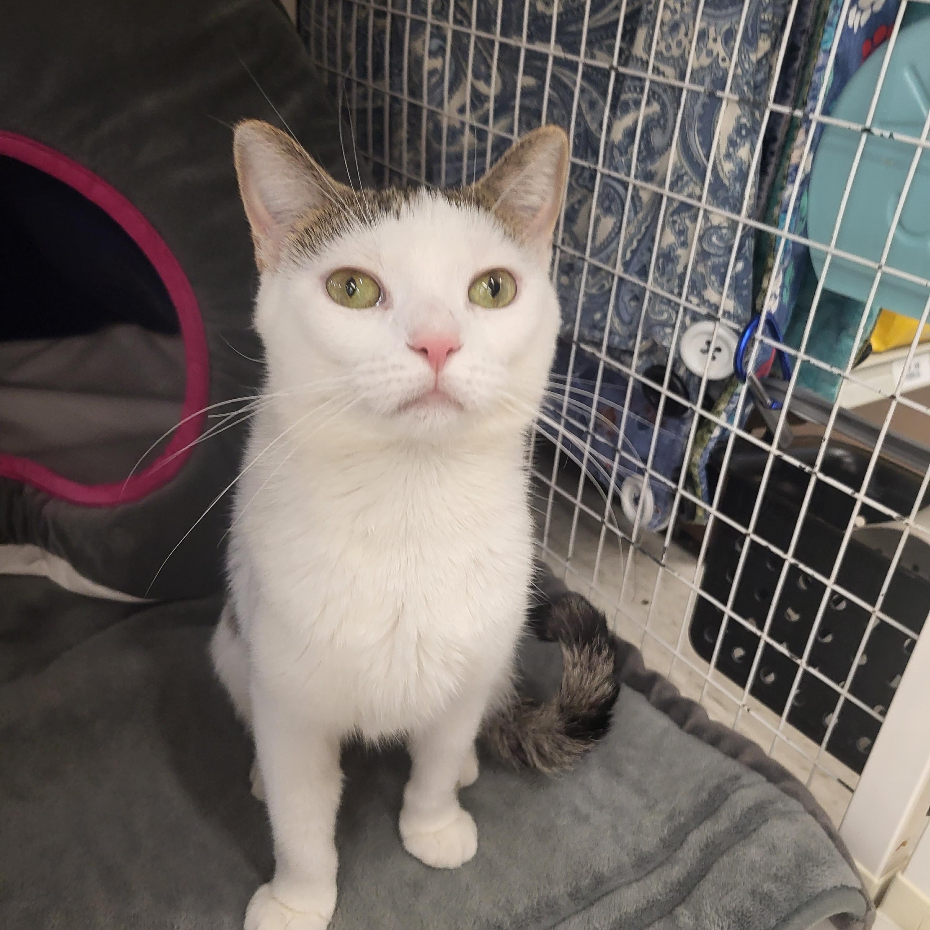 Enlarge Violet, a Adoptable Domestic Short Hair in Greenwood, IN image 2/5