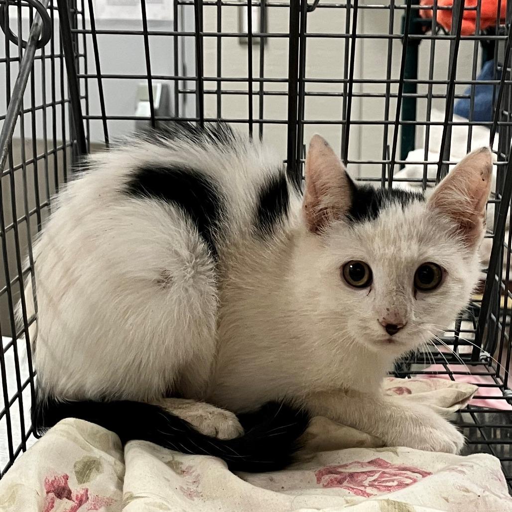 Enlarge Pistachio, a Adoptable Domestic Short Hair in Las Cruces, NM image 2/2