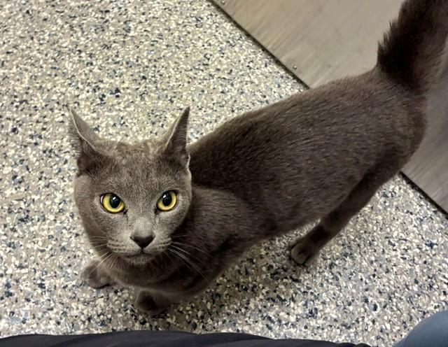 TIABEANIE, Adoptable, Young Female Domestic Short Hair.
