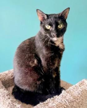 Mocha, Adoptable, Adult Female Tortoiseshell.
