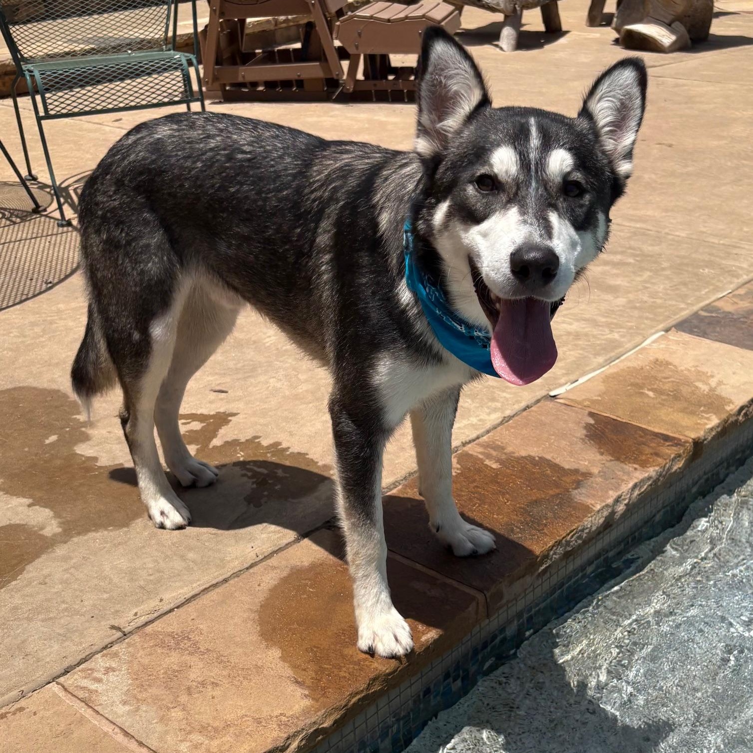 Enlarge Percy, a Adoptable Husky in RIDGEFIELD, NJ image 2/4