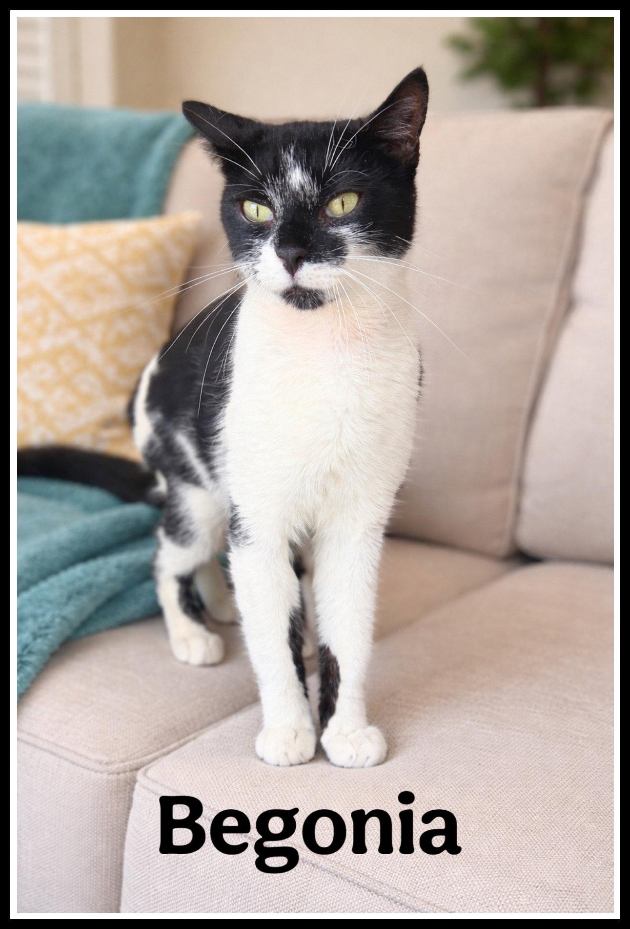 Enlarge Begonia (FCID# 3/20/26-106) Willow Grove PA, a Adopted Domestic Short Hair in Greenville, DE image 1/1