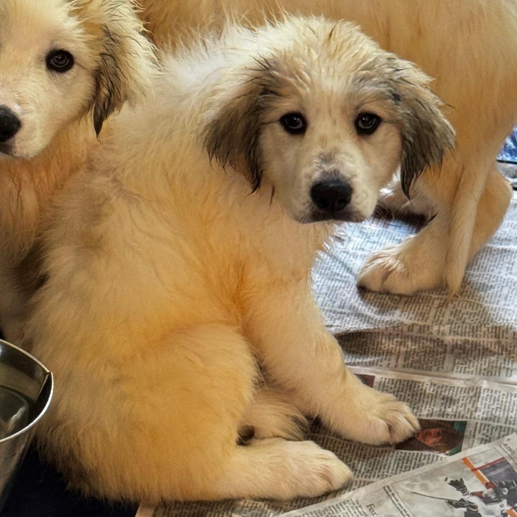 NY Maggie Avail Aug 8 (Foster in Stormville), ADOPTABLE, Puppy Female Great Pyrenees.