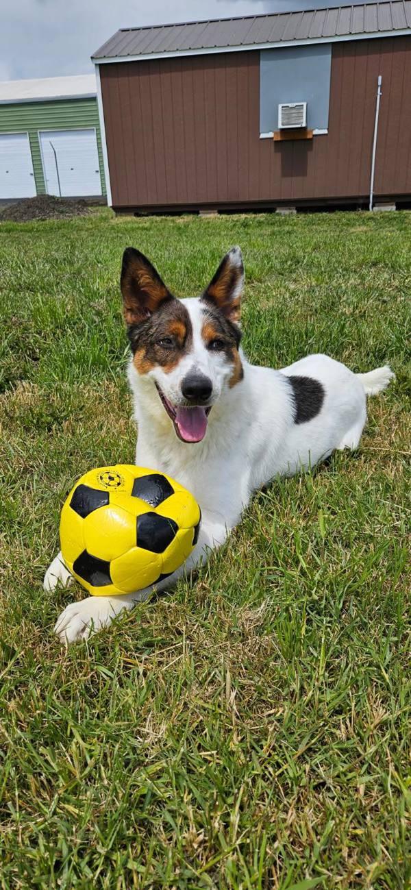 Enlarge Spike, a Adoptable mixed breed in McMinnville, OR image 1/6