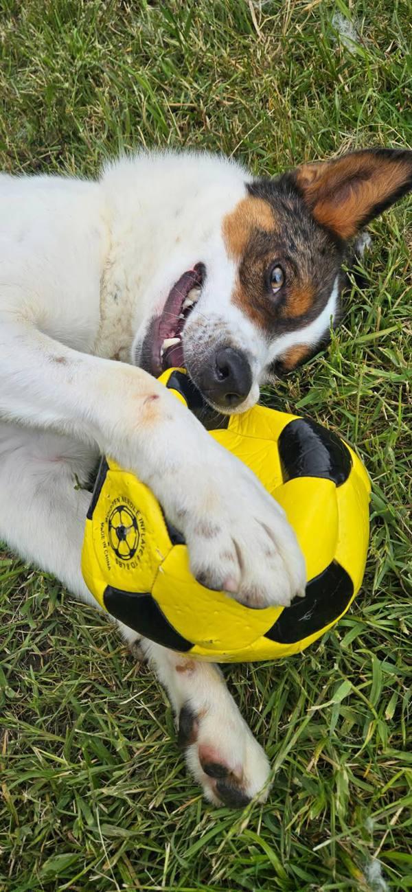 Spike, Adoptable, Adult Male Australian Cattle Dog / Blue Heeler.