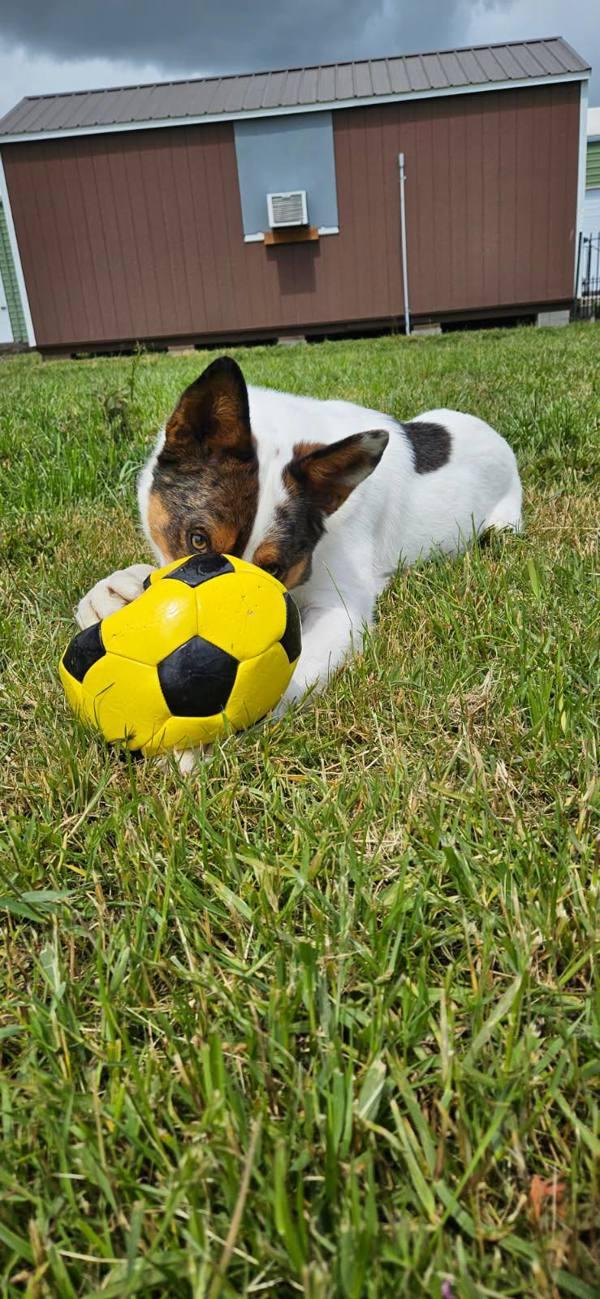 Spike, a Adoptable mixed breed in McMinnville, OR image 4/5