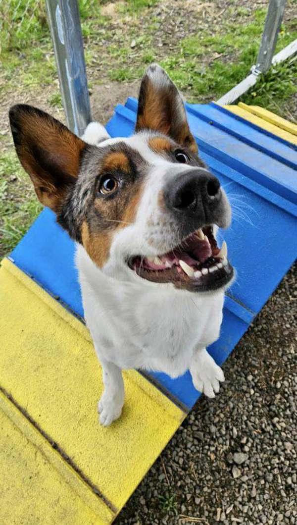 Spike, a Adoptable mixed breed in McMinnville, OR image 5/5