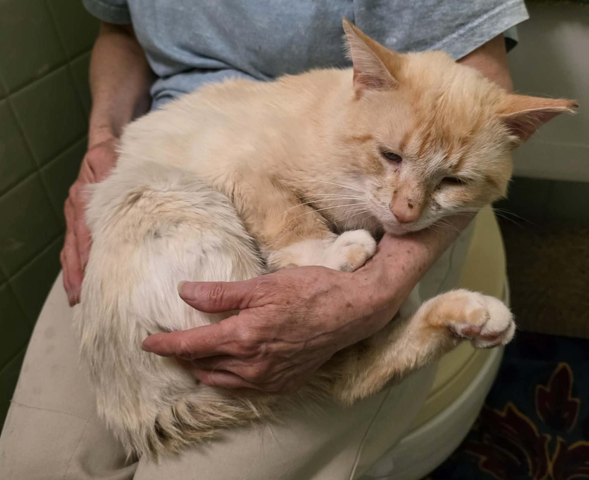Alfe, adopted, Young Male Siamese.