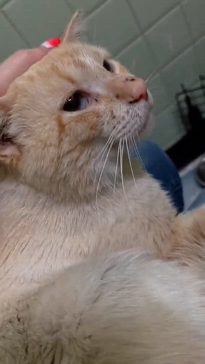Enlarge Alfe, an adopted mixed breed in Chicago, IL video 6/6