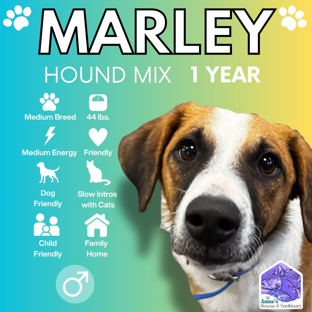 Marley, an adoptable Hound in Aurora, ON, L4G 1M9 | Photo Image 1
