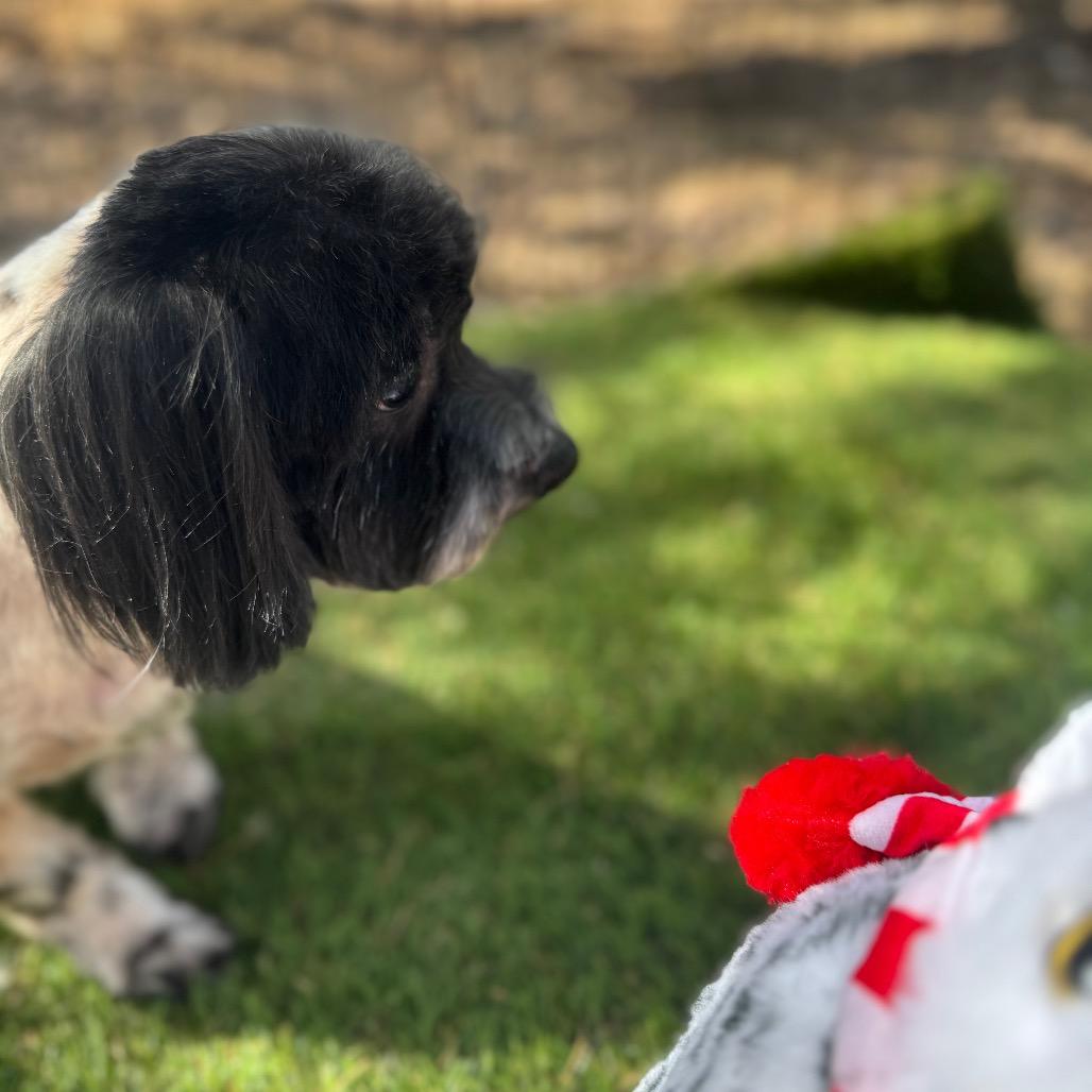Drake, Adoptable, Adult Male Shih Tzu & Mixed Breed.