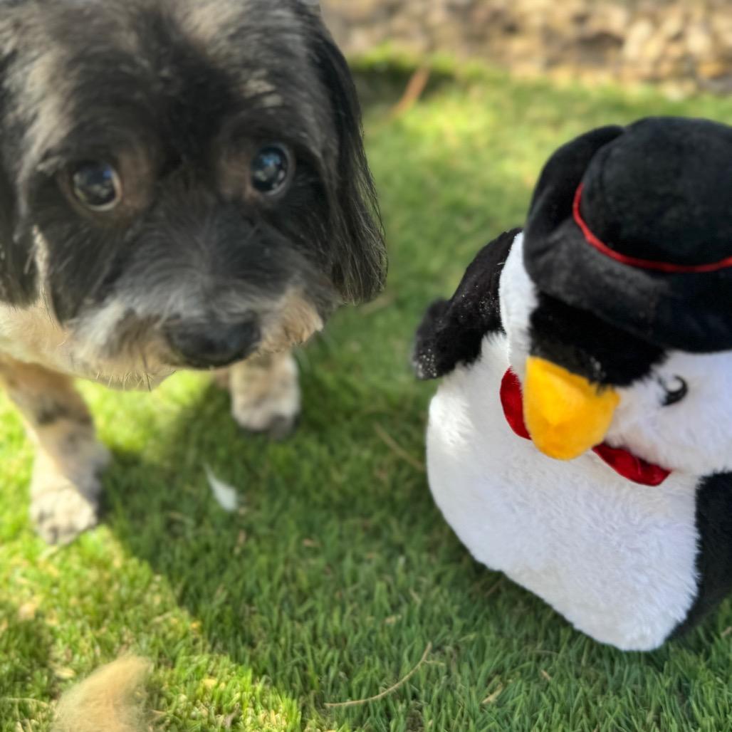 Enlarge Drake, a Adoptable mixed breed in Phoenix, AZ image 2/5