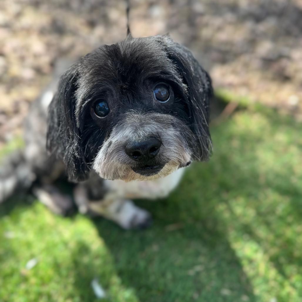 Enlarge Drake, a Adoptable mixed breed in Phoenix, AZ image 3/5