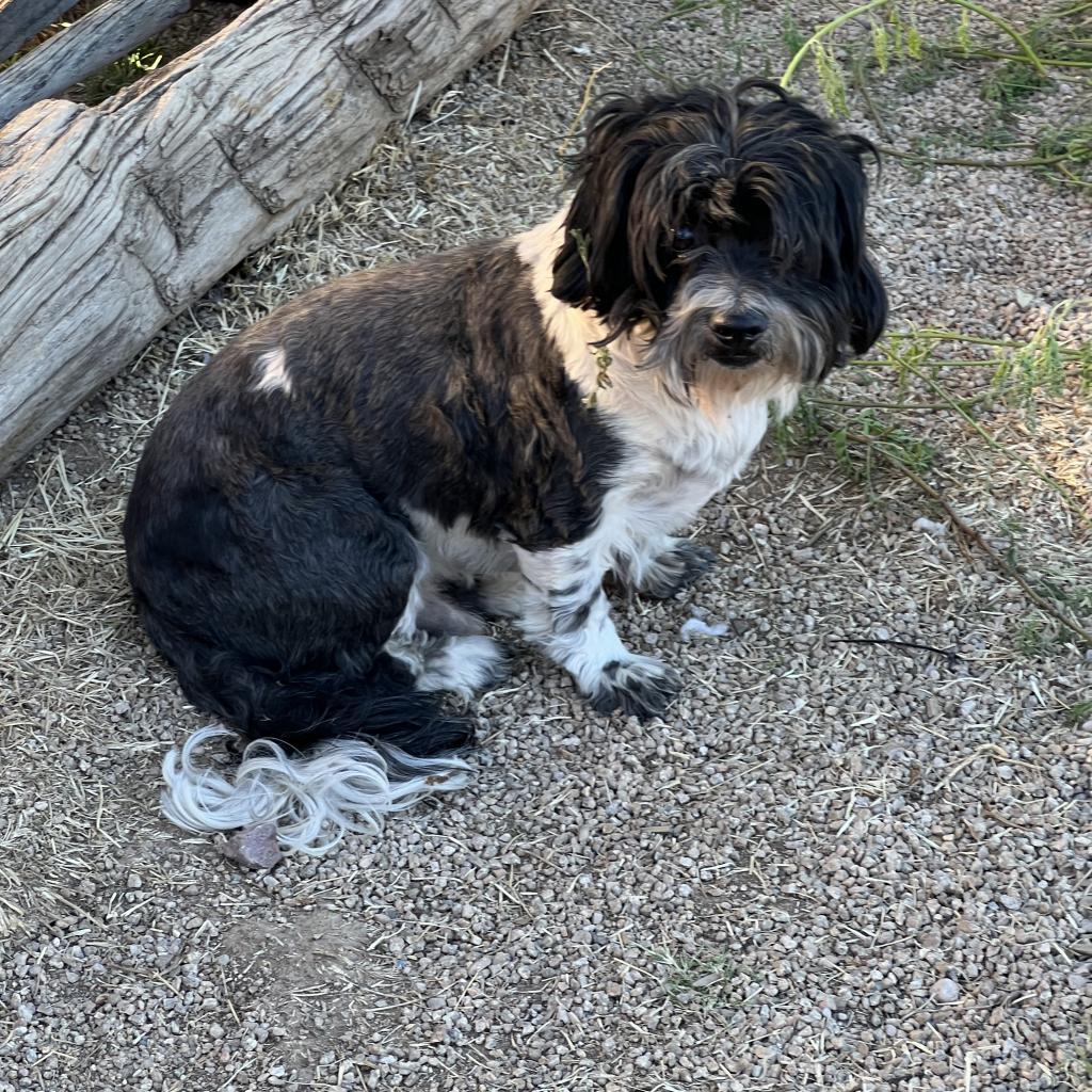 Drake, Adoptable, Adult Male Shih Tzu & Mixed Breed.