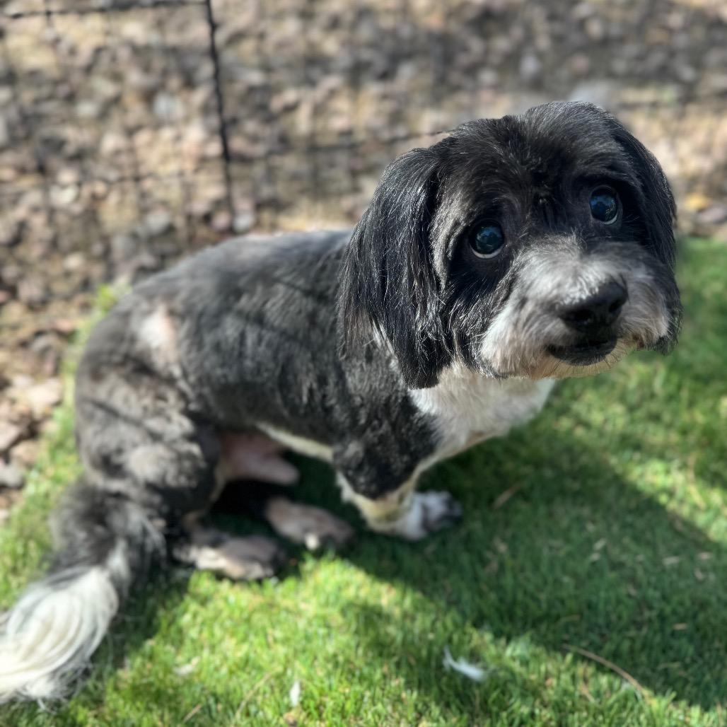 Enlarge Drake, a Adoptable mixed breed in Phoenix, AZ image 4/5