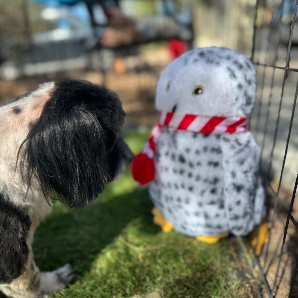 Enlarge Drake, a Adoptable mixed breed in Phoenix, AZ image 5/5