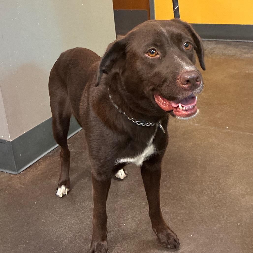 Tess, Adoptable, Adult Female Chocolate Labrador Retriever & Husky.