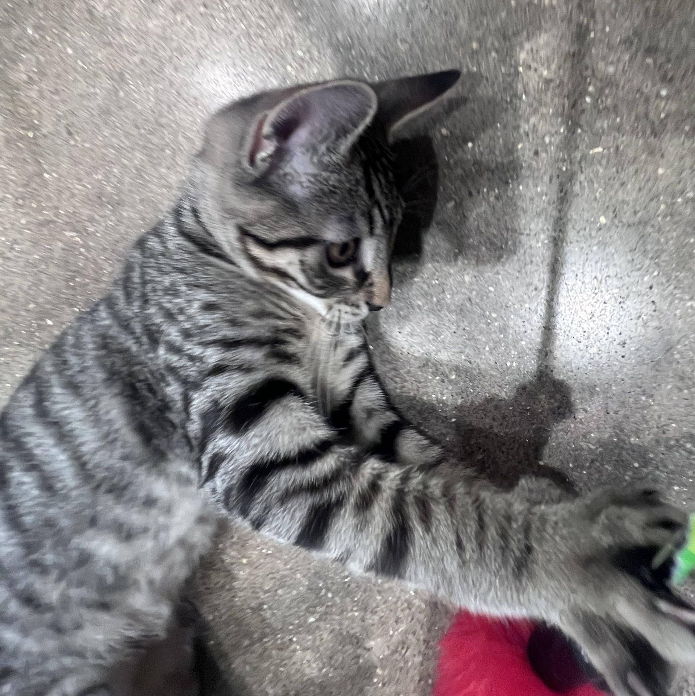 Ron Weisley, Adopted, Kitten Male Domestic Short Hair.