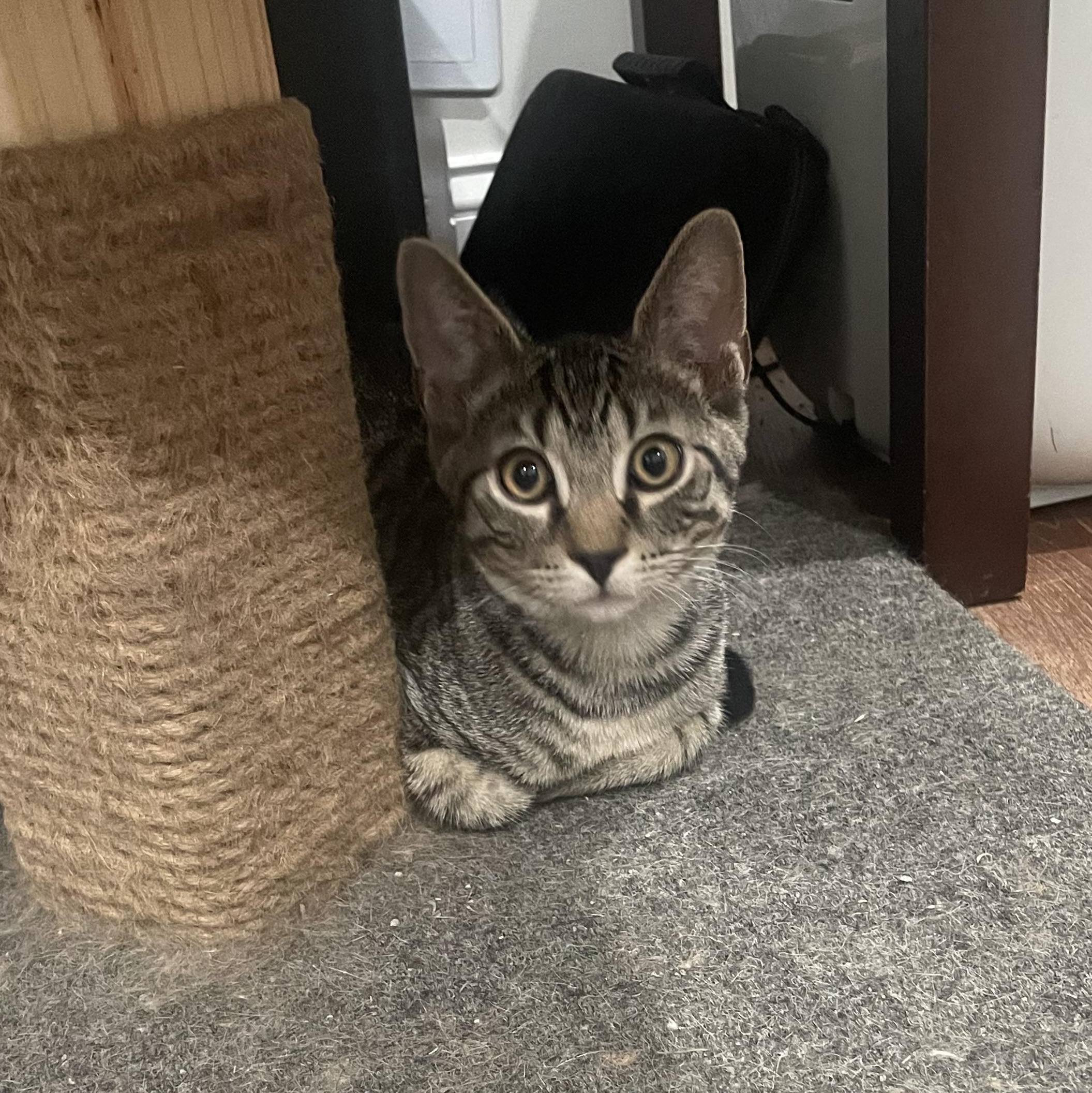 Enlarge Ron Weisley, a Adopted Domestic Short Hair in Galloway, NJ image 2/3