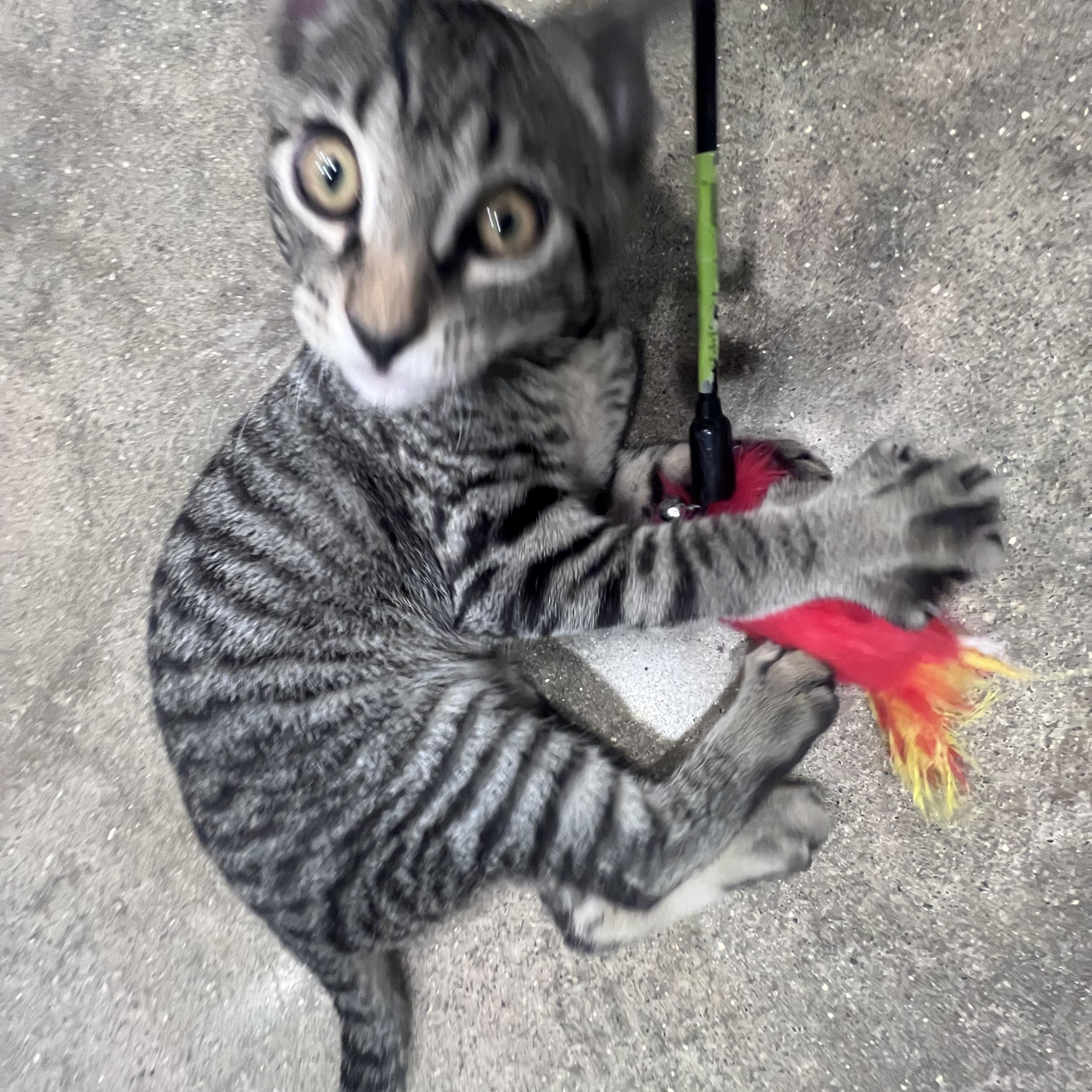 Enlarge Ron Weisley, a Adopted Domestic Short Hair in Galloway, NJ image 3/3