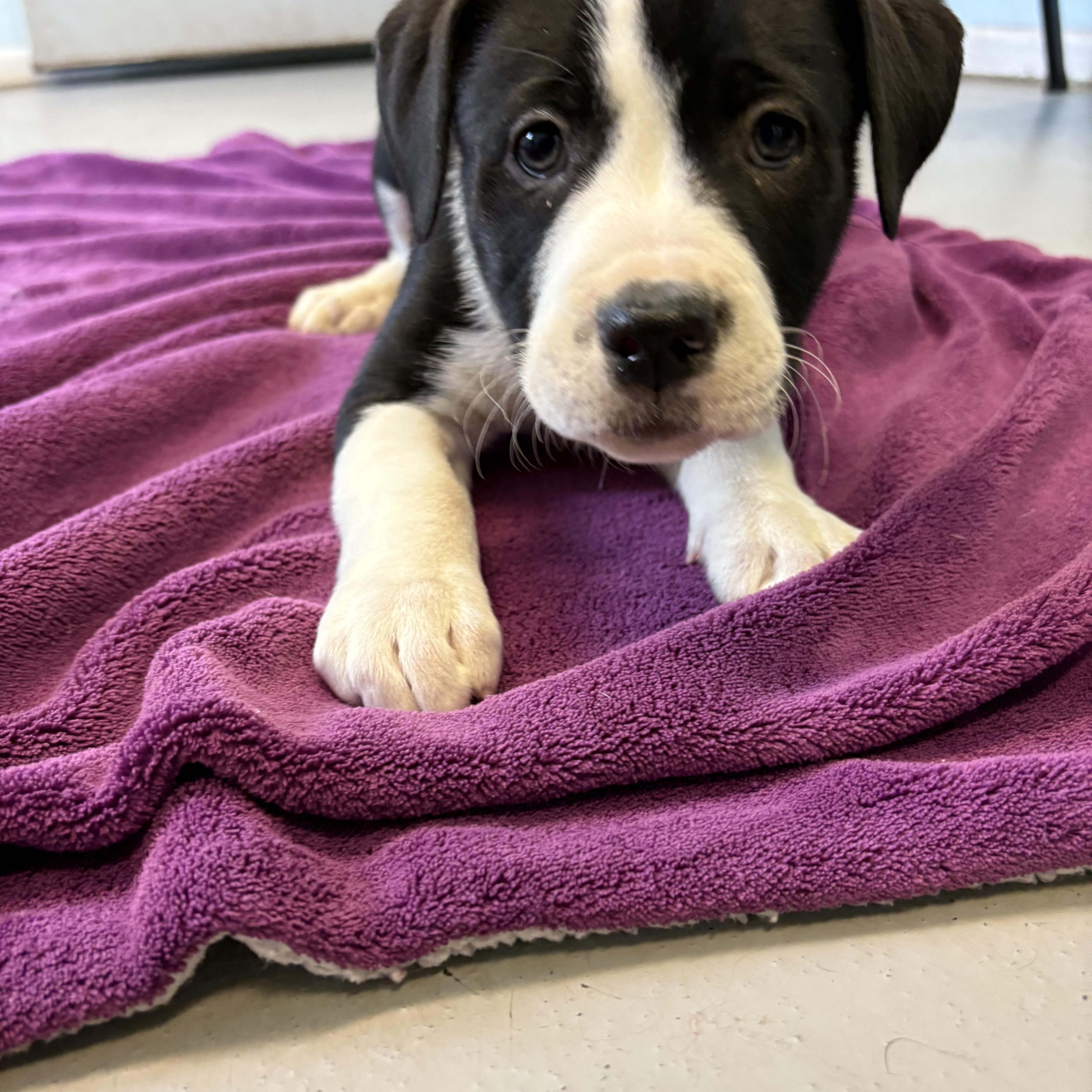 Puppies, Adoptable, Puppy Male Mixed Breed.