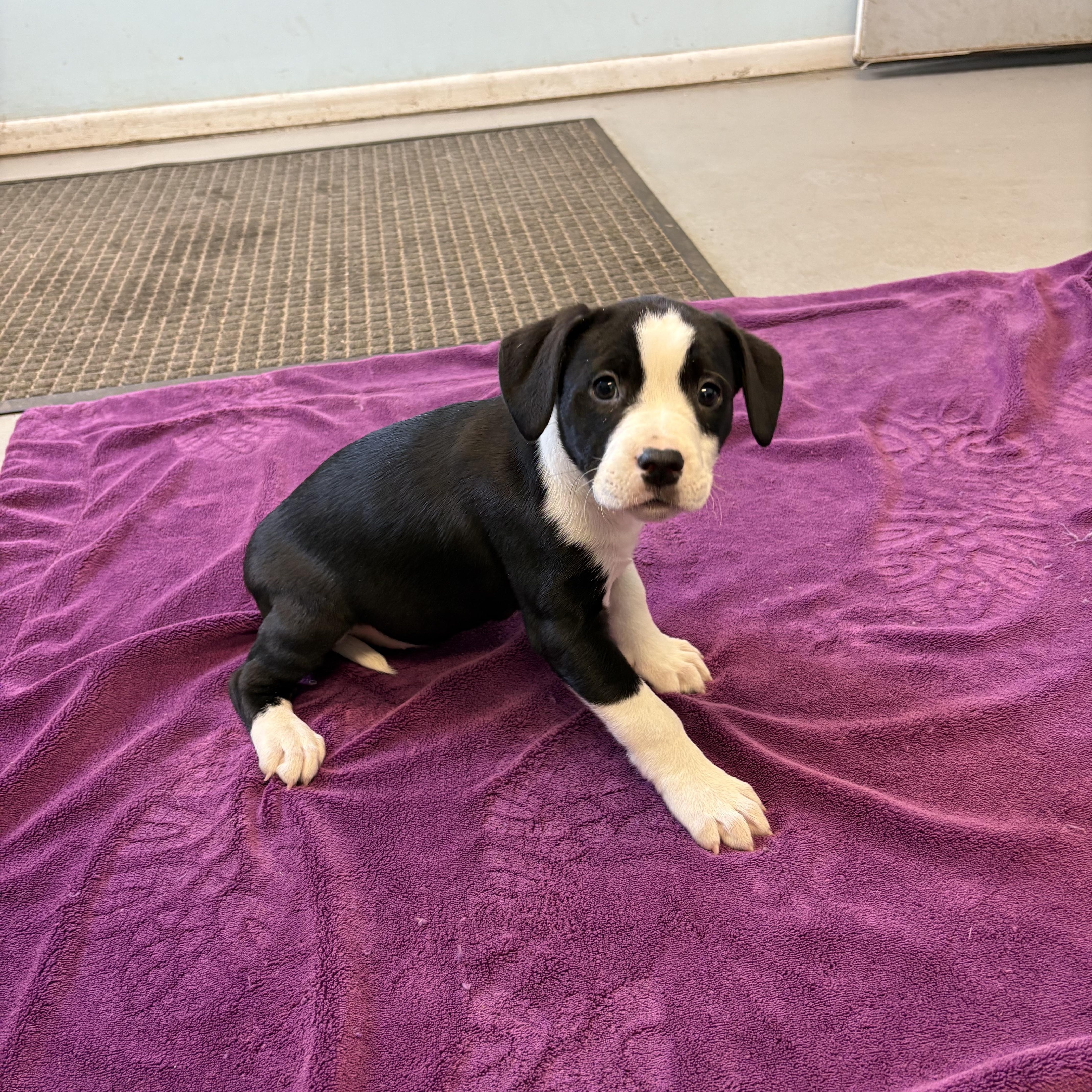 Puppies, a Adoptable Mixed Breed in Big Rapids, MI image 2/5