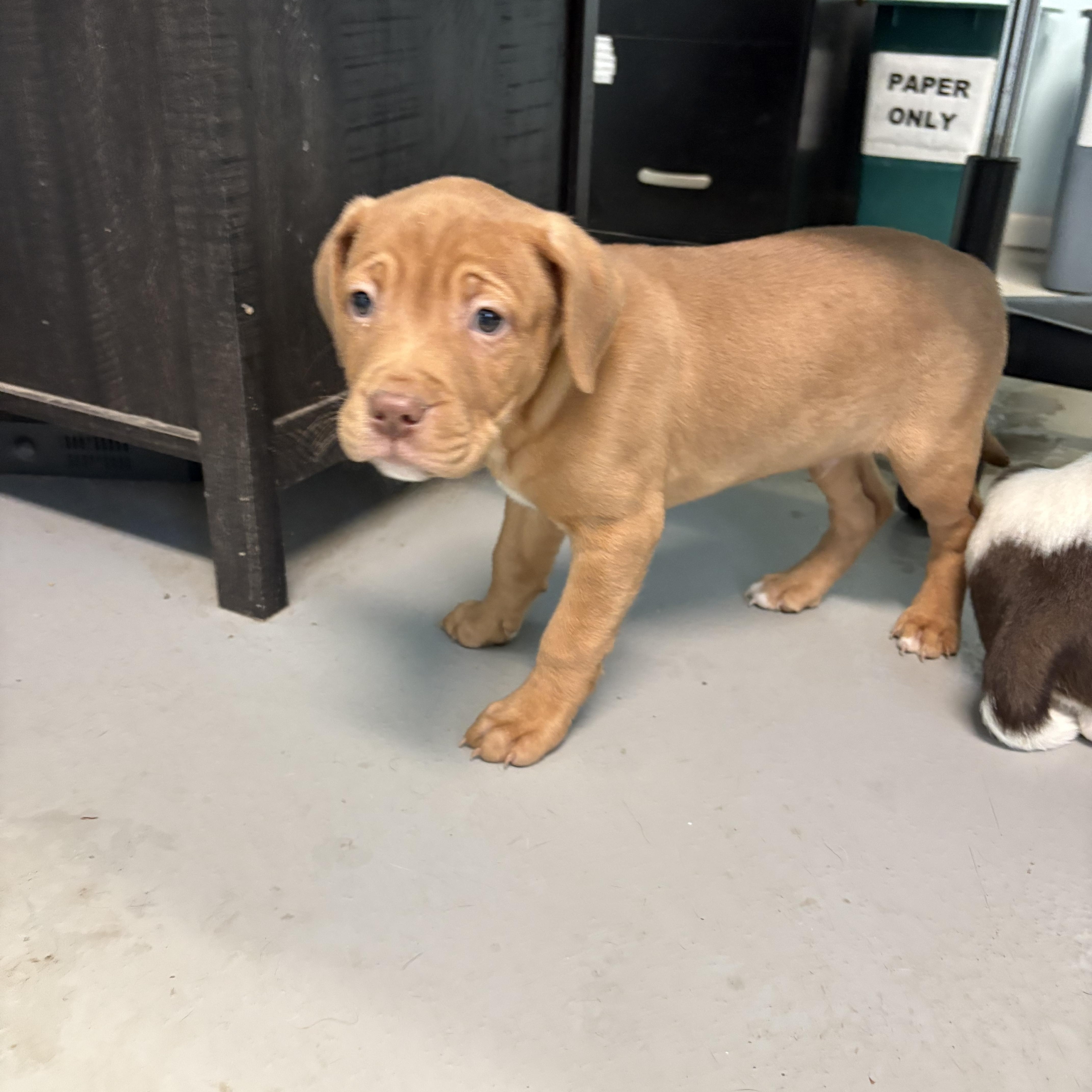 Puppies, a Adoptable Mixed Breed in Big Rapids, MI image 3/5