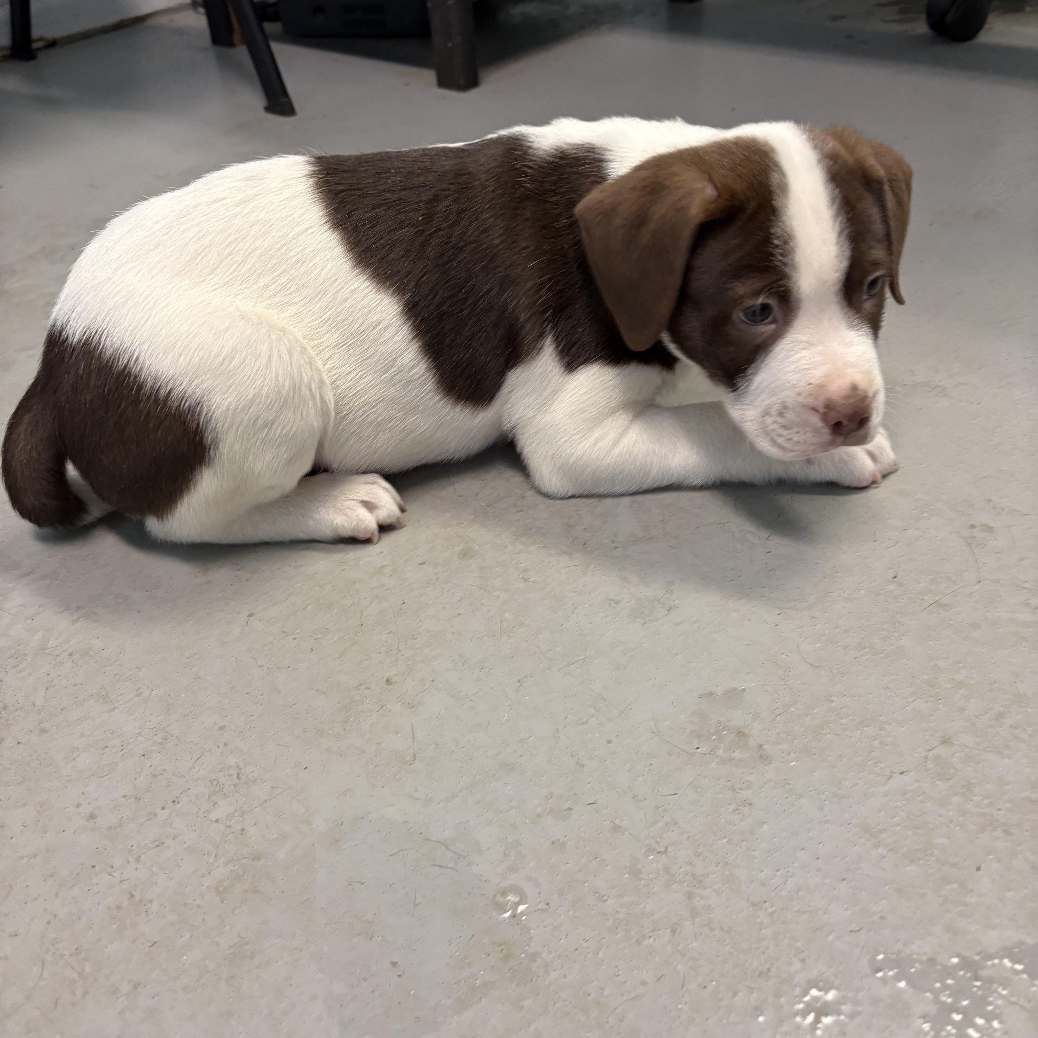 Puppies, a Adoptable Mixed Breed in Big Rapids, MI image 4/5