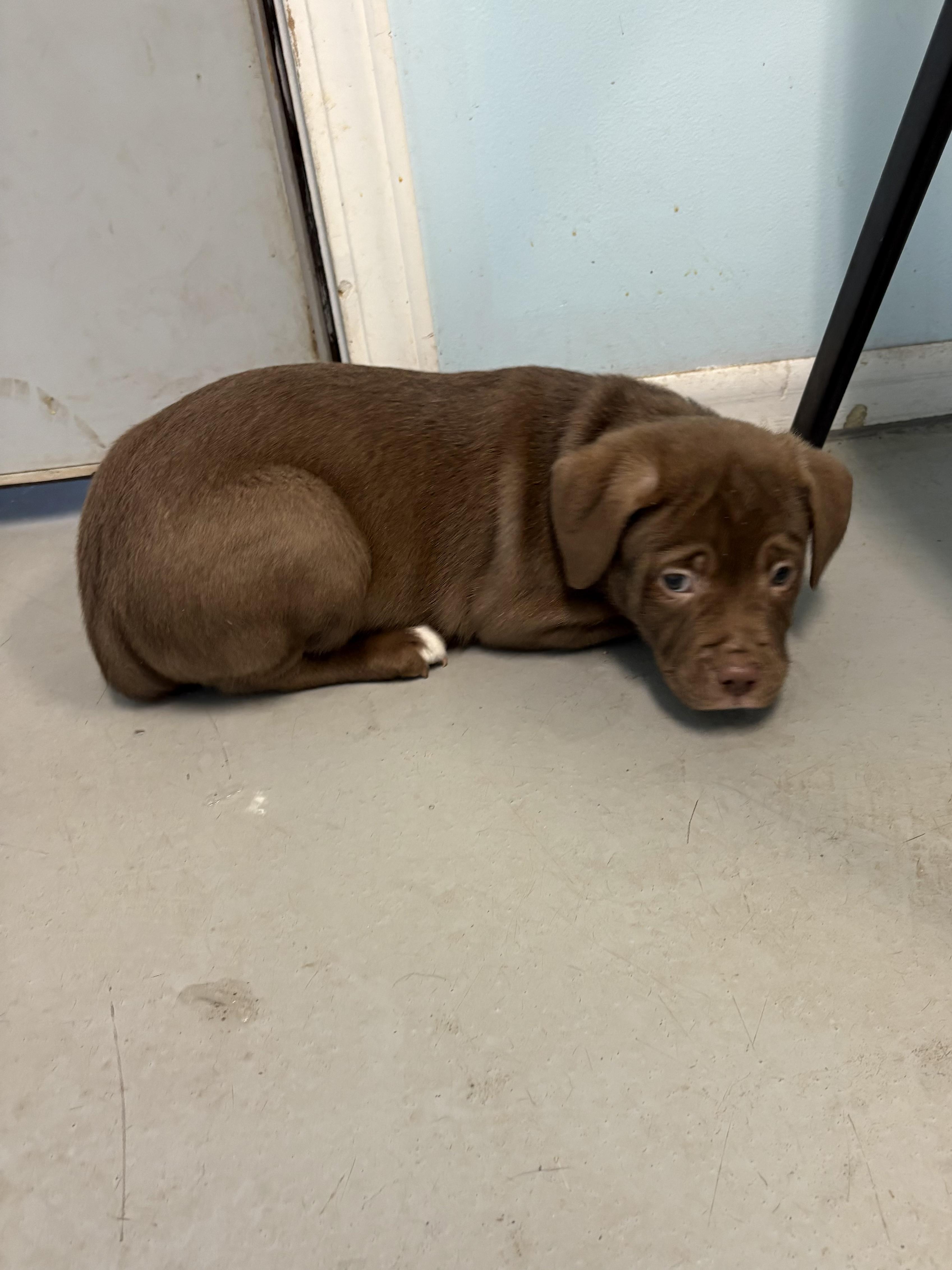 Puppies, a Adoptable Mixed Breed in Big Rapids, MI image 5/5