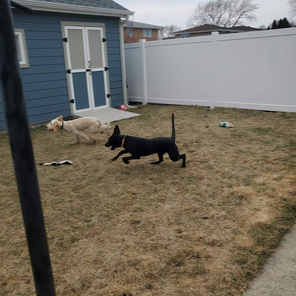 Gio, a Adopted mixed breed in Chicago, IL image 1/6