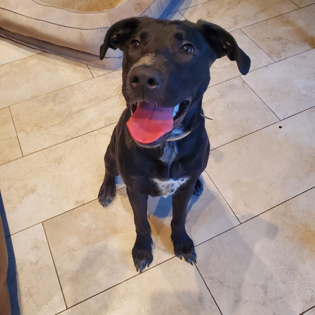 Gio, a Adopted mixed breed in Chicago, IL image 2/6