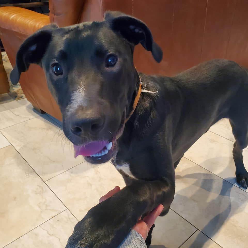 Gio, a Adopted mixed breed in Chicago, IL image 3/6