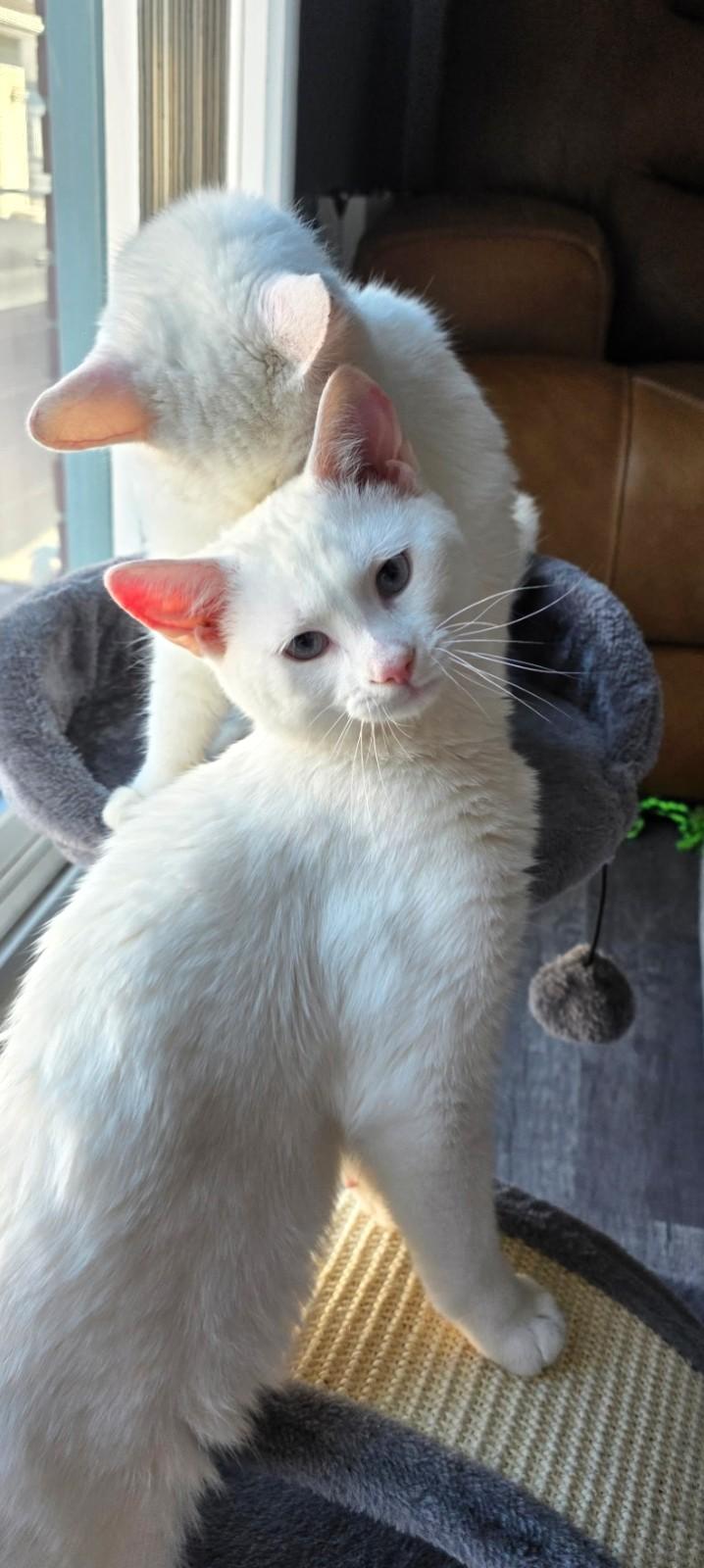 Enlarge Aslan     (Bonded to Ayla), a ADOPTABLE mixed breed in Ypsilanti, MI image 1/1