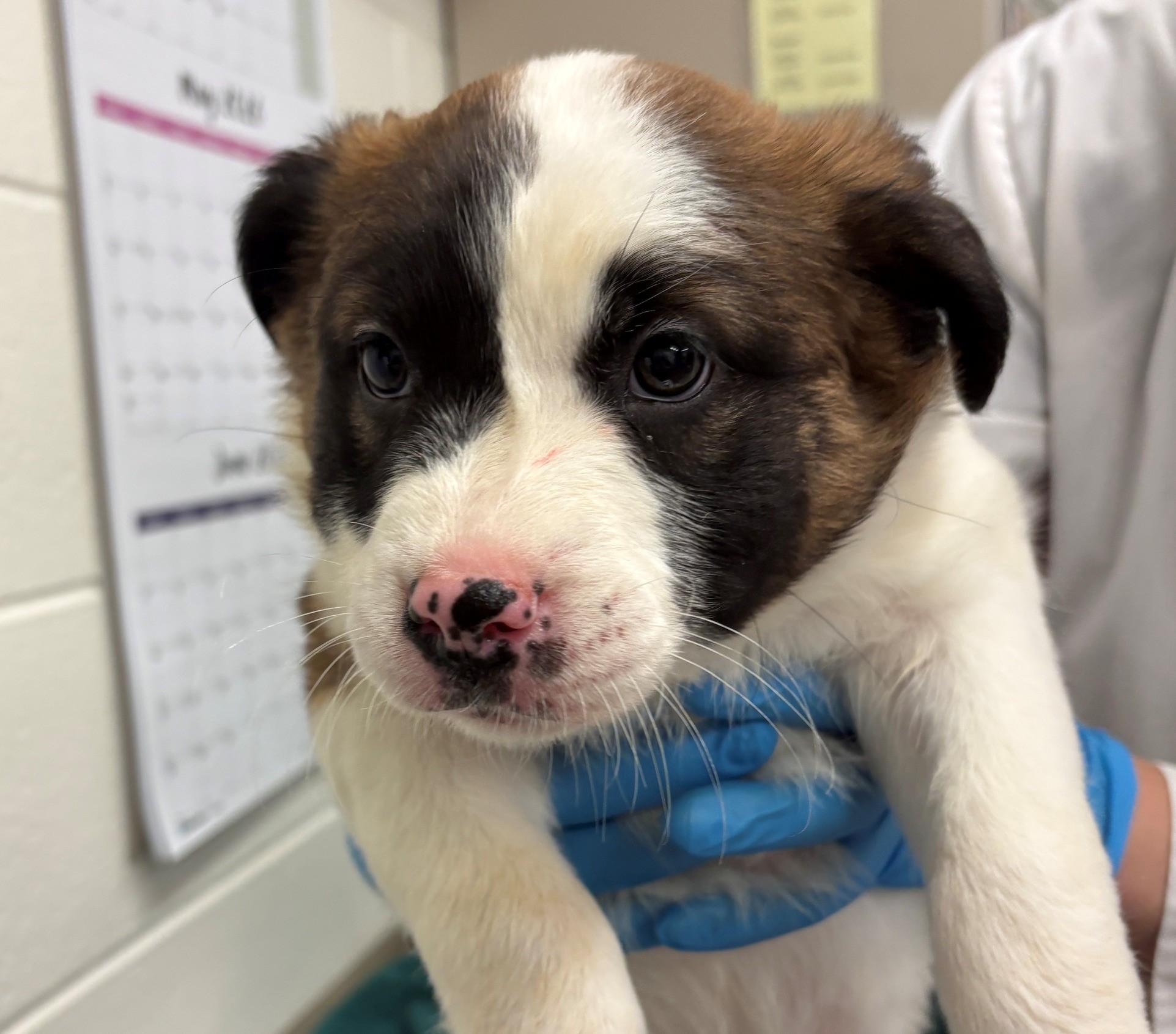 Enlarge Ursa, an adoptable mixed breed in Hamilton, ON image 1/2