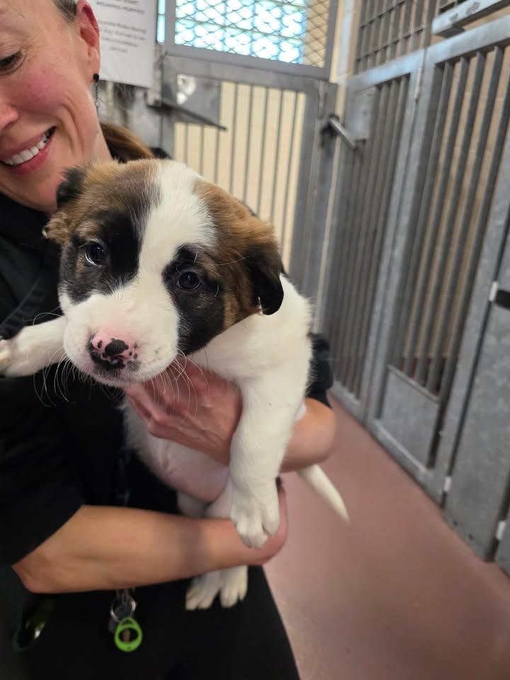 Enlarge Ursa, an adoptable mixed breed in Hamilton, ON image 2/2