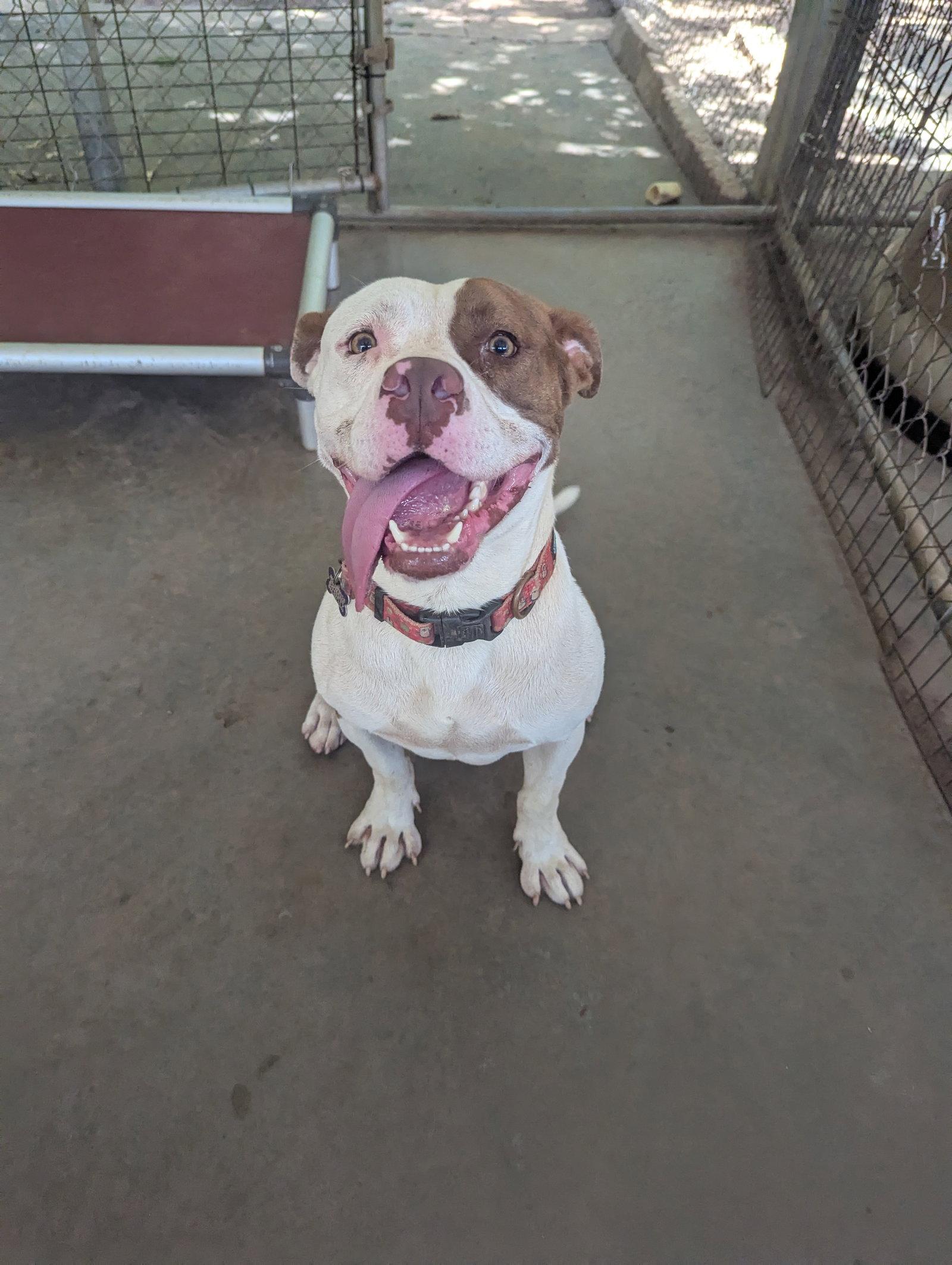 Sampson, Adopted, Young Male Mixed Breed.