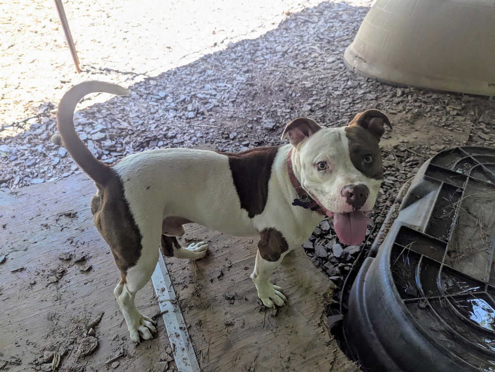 Enlarge Sampson, a Adopted Mixed Breed in Mc Cormick, SC image 3/3