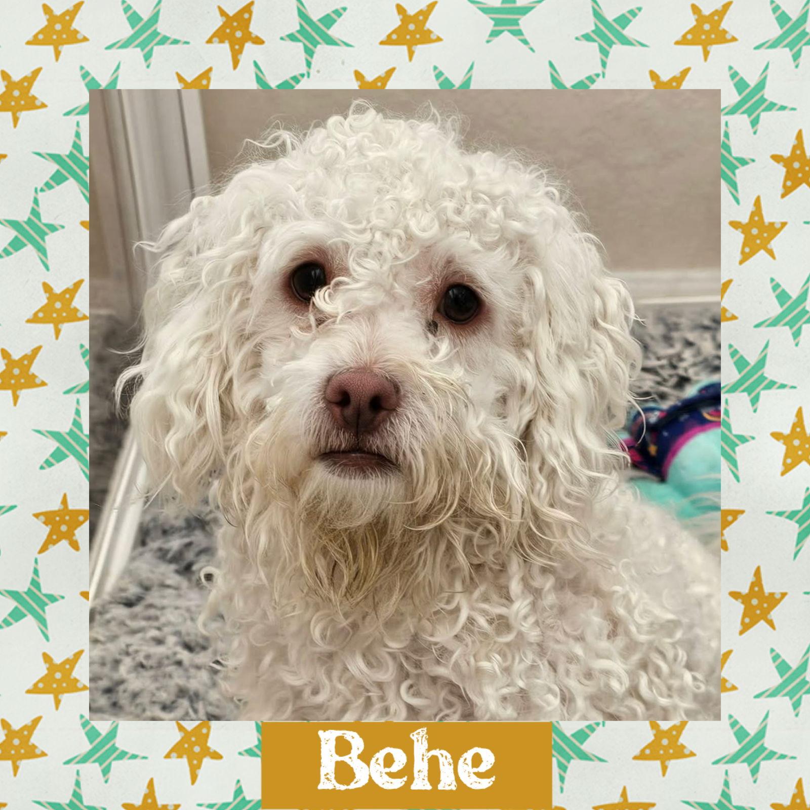 Behe, Adoptable, Adult Male Bichon Frise & Maltese.